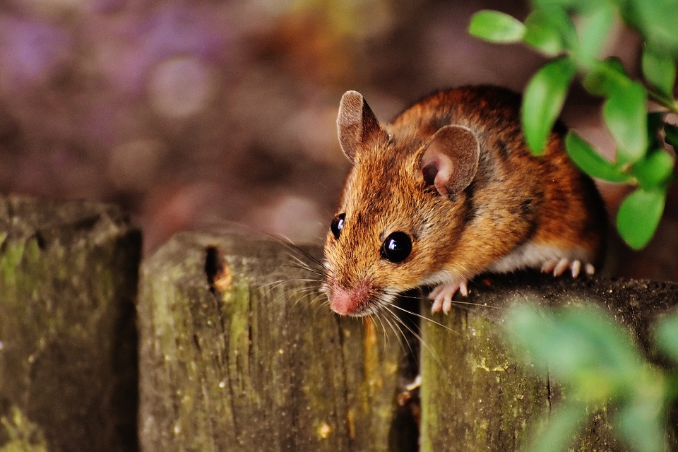 Field Mouse icon